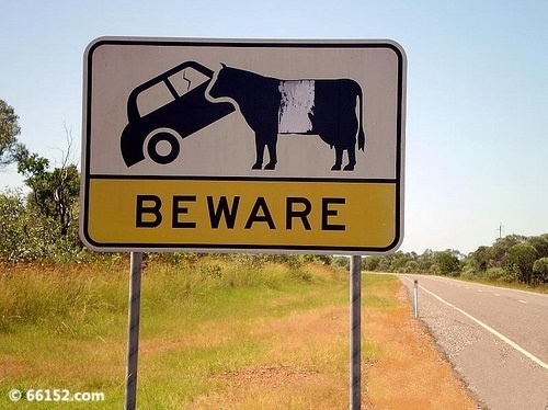 奶牛出没请小心