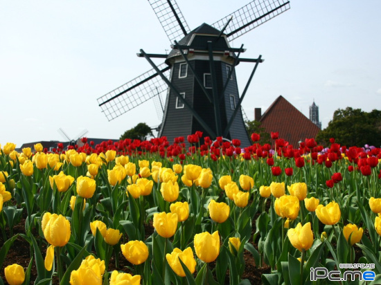 荷兰 世界十大最幸福的国家